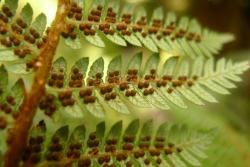 Cyathea smithii.  Underside of fertile pinnae with sori obscuring the shallow saucer-shaped indusia.
 Image: L.R. Perrie © Te Papa 2010 CC BY-NC 3.0 NZ